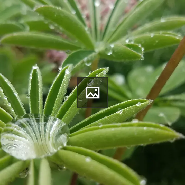 Water drop on green leaves