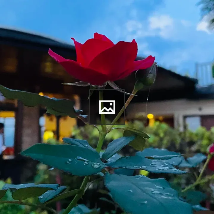 Rose Flower After Rain