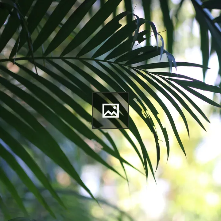 Close-up of green palm leaves