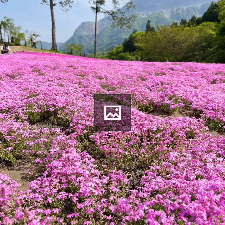 Pink Moss Flowers
