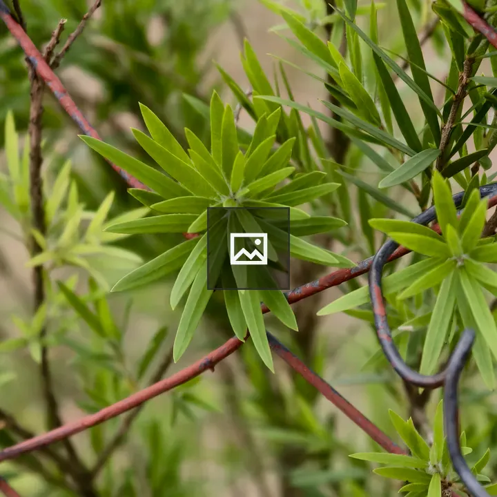 Star-shaped Green Leaves