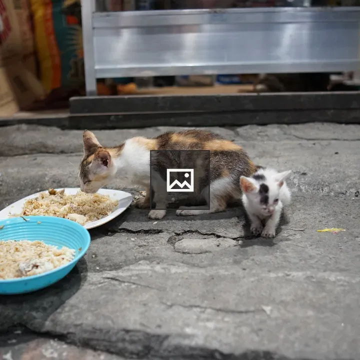 Calico Cat with Kitten on Sidewalk