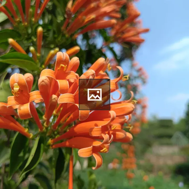 Close-up of orange trumpet flowers