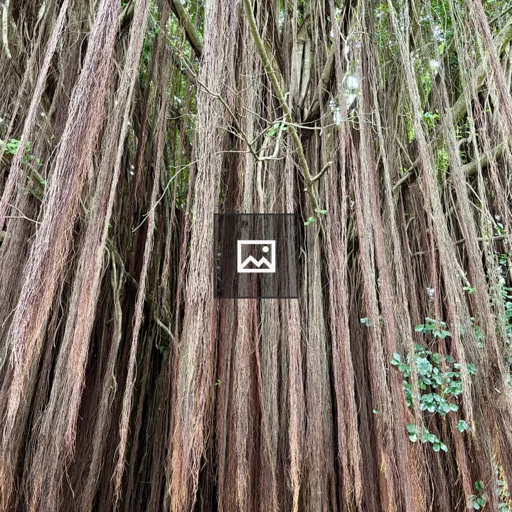 Long brown aerial roots on a large tree