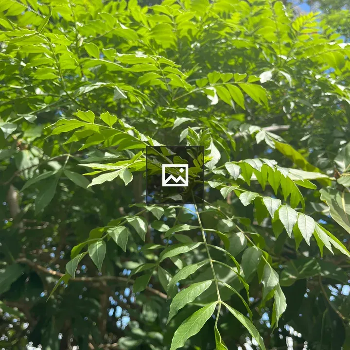 Close-up Leaves Against Sky
