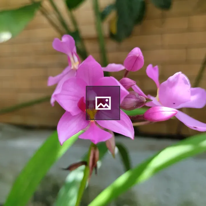 Purple orchid with vibrant blooms