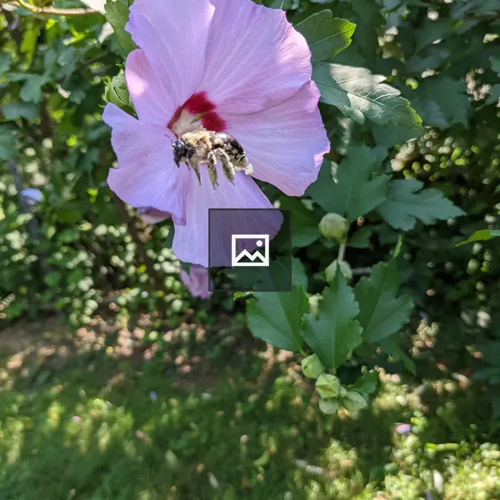 Purple flower with bee