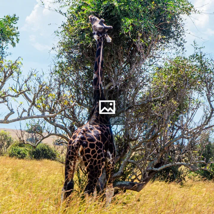 Rear view of a giraffe feeding