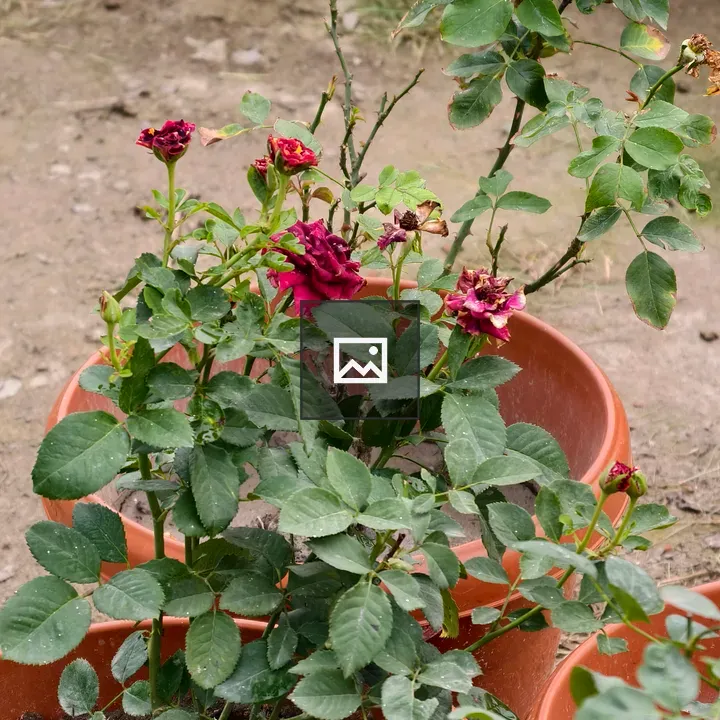 Rose Plant in Pot with Wilting Flowers