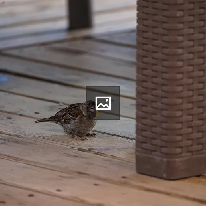 Chubby sparrow chick