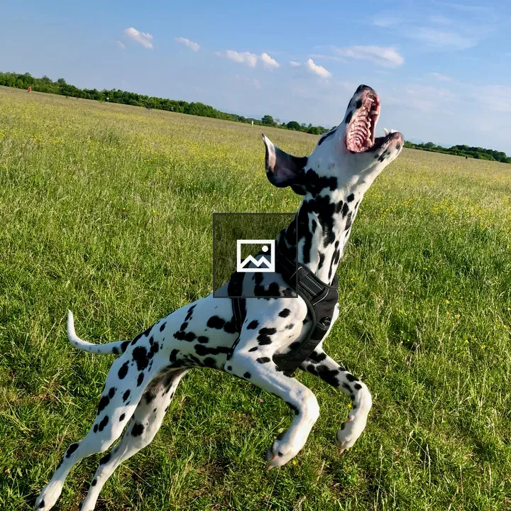 Dalmatian Emma Jumping