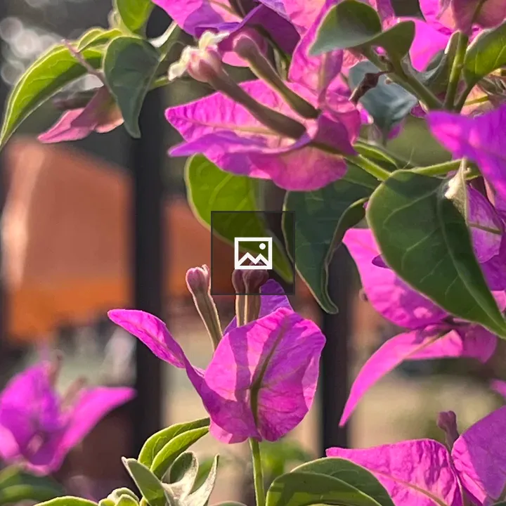 Pink Bougainvillea at Lapangan Banteng