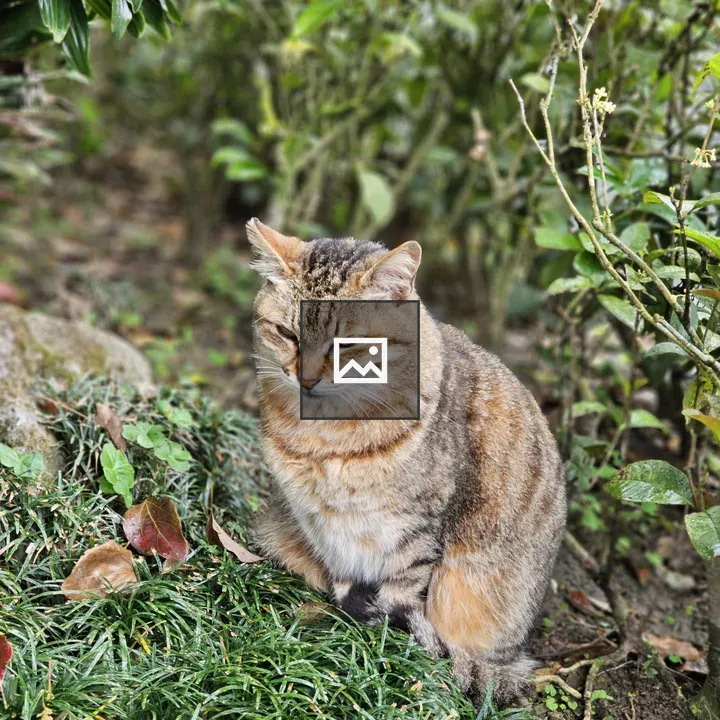 Cat in the Grass