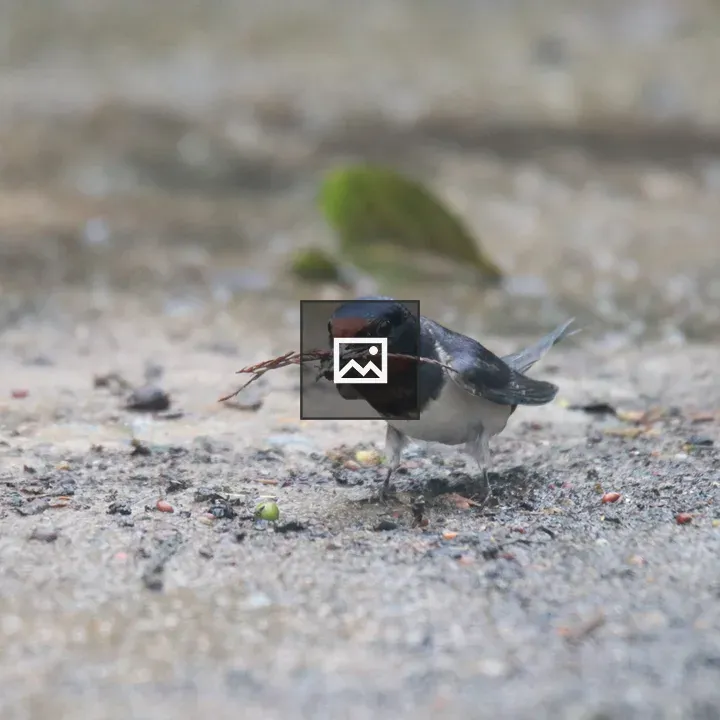 Barn Swallow with Nest-Building