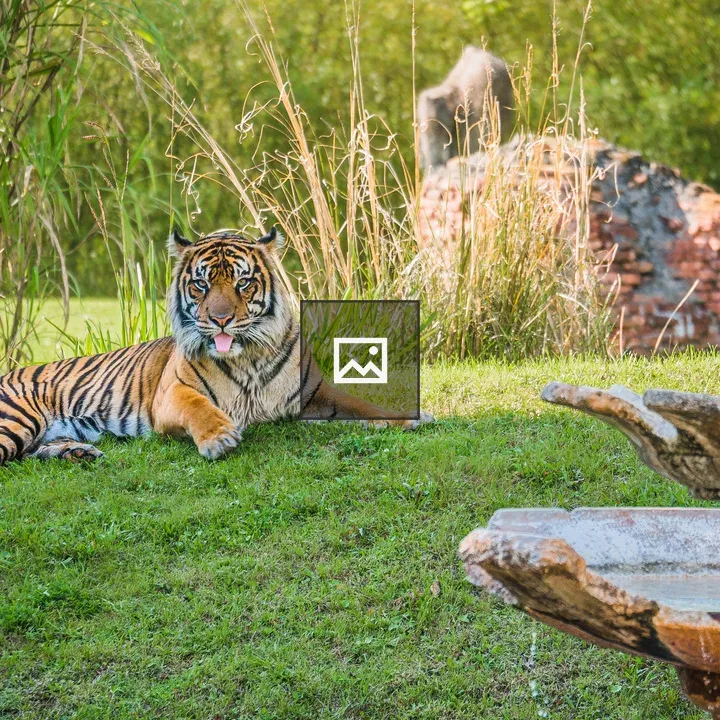 Tiger with tongue out by fountain