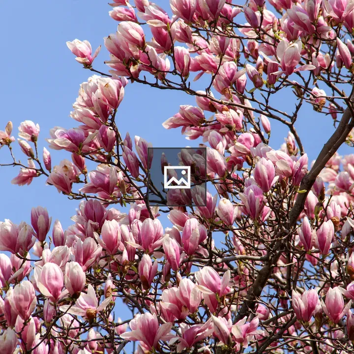 Magnolia Tree Central New York