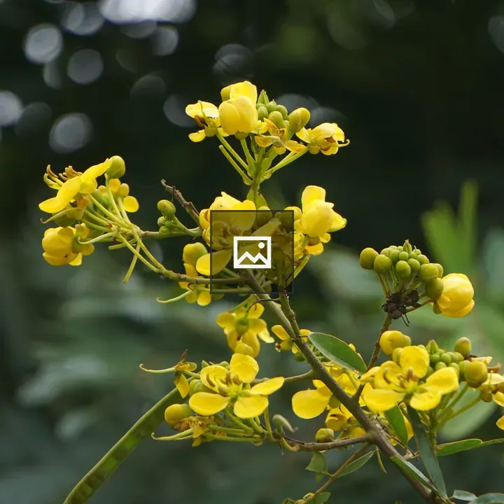 Cluster of yellow flowers on green branch