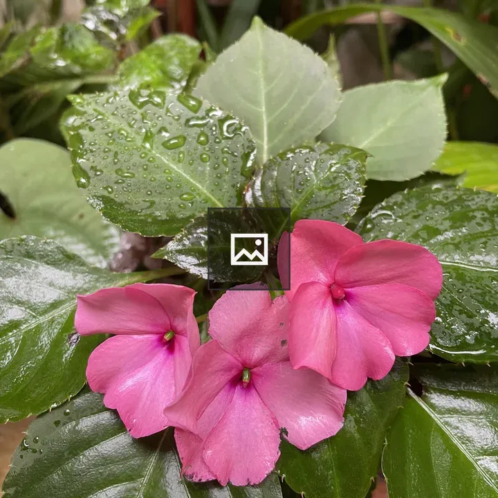 Wet Flowers on Monsoon Day