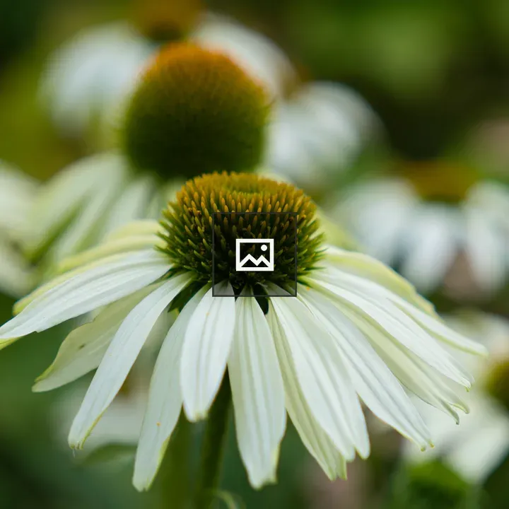 Flower with white and green petals