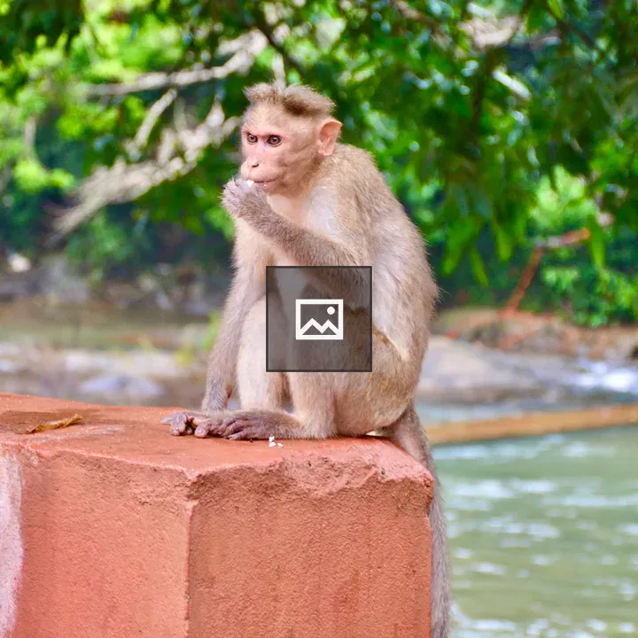 Monkey in a Thinking Pose