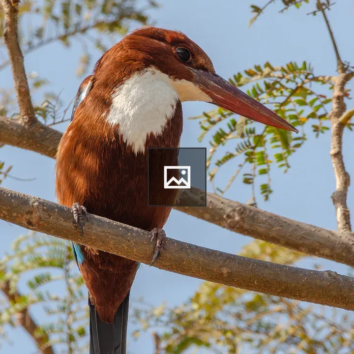 White-throated Kingfisher on Branch
