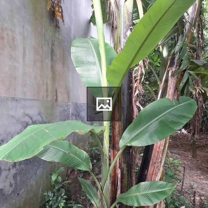 Green Banana Plant Against Gray Wall
