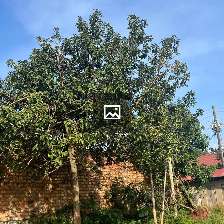 Avocado Tree Against Fence