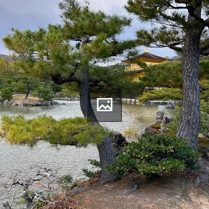 Two twisted pines by a lake