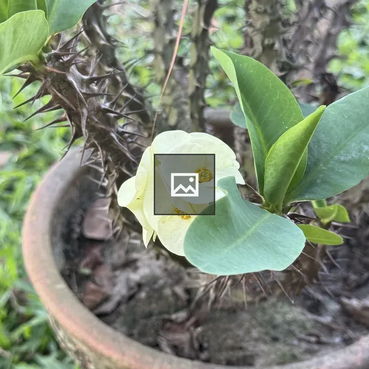 Cactus Flower in Pot