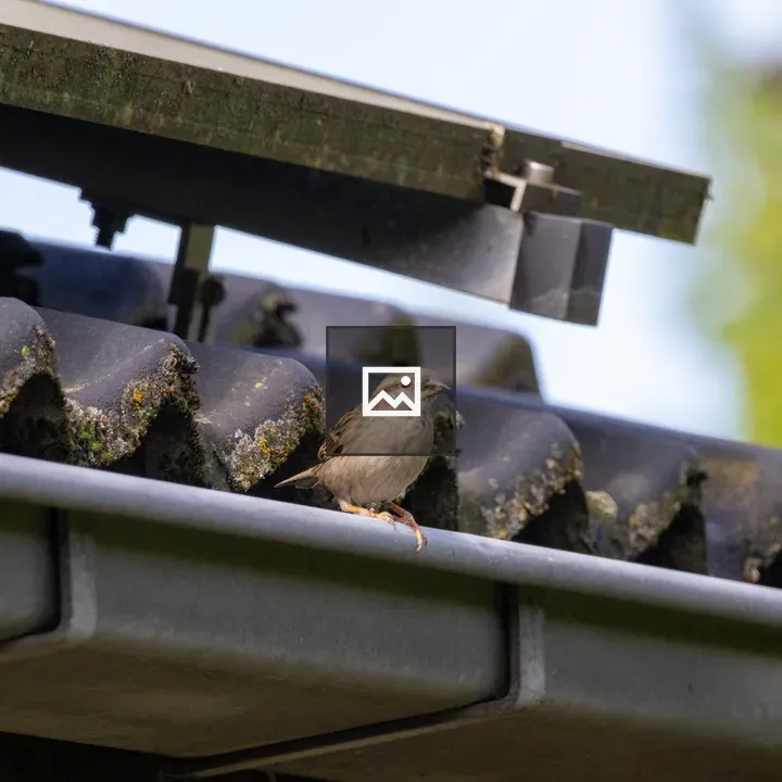Sparrow on Mossy Roof Tile