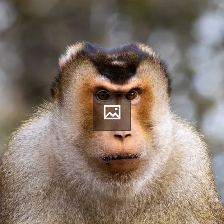 Portrait of a Southern pig-tailed macaque