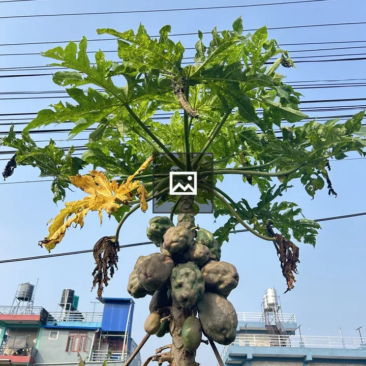 Papaya Tree in Clear Sky