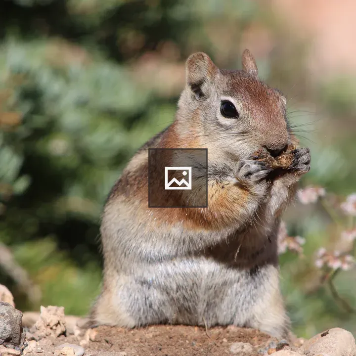 Golden-Mantled Ground Squirrel Eating