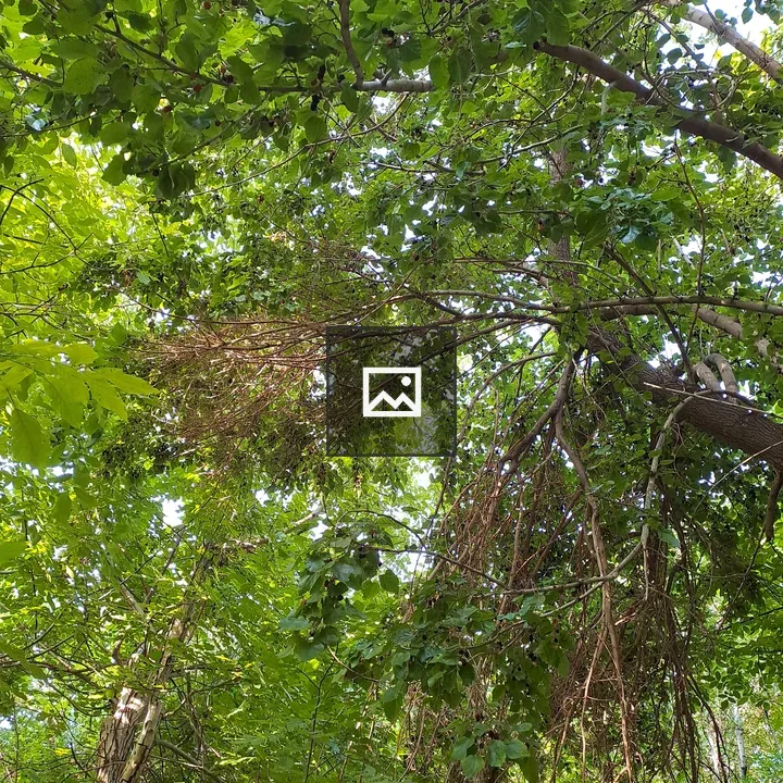 Dense green forest canopy