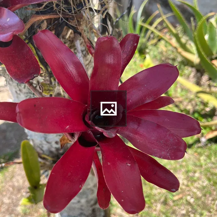 Bromeliad with Deep Red Leaves