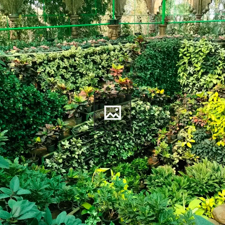 Plants along nursery walls