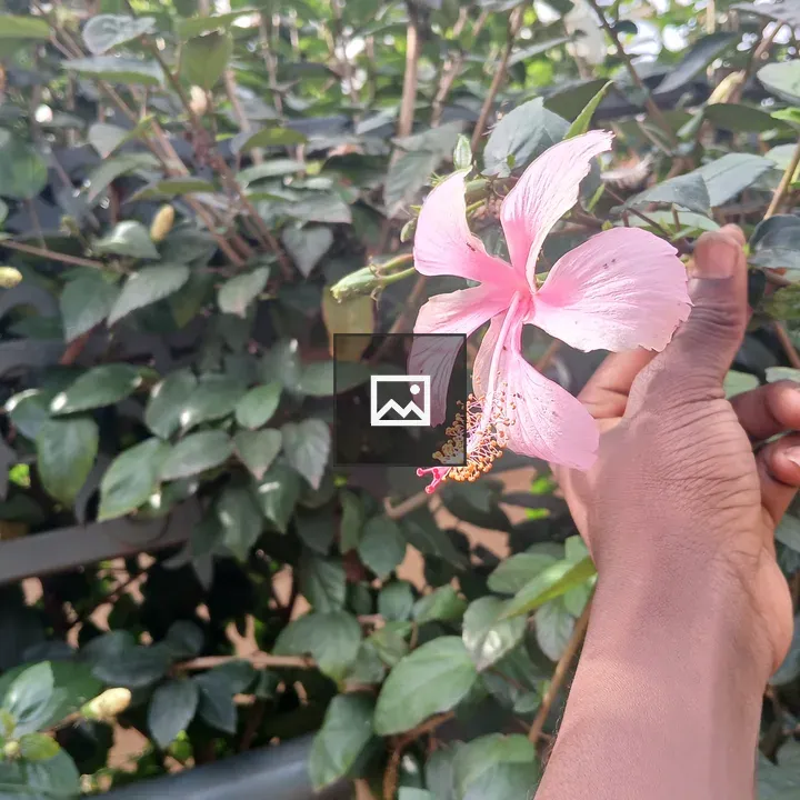Pink Hibiscus with Green Backdrop