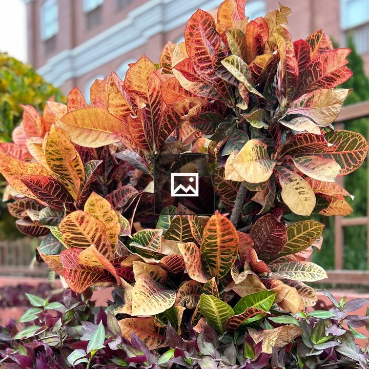 Vibrant plant arrangement with colorful leaves