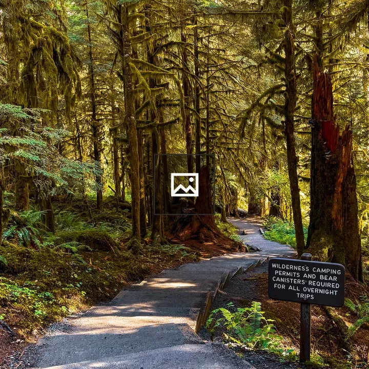 Rainforest near Sol Duc Falls Trail
