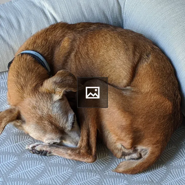 Sleeping dog