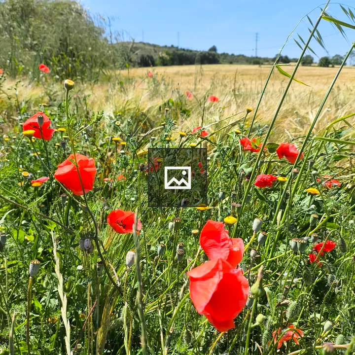 Red Poppies Field in Catalonia