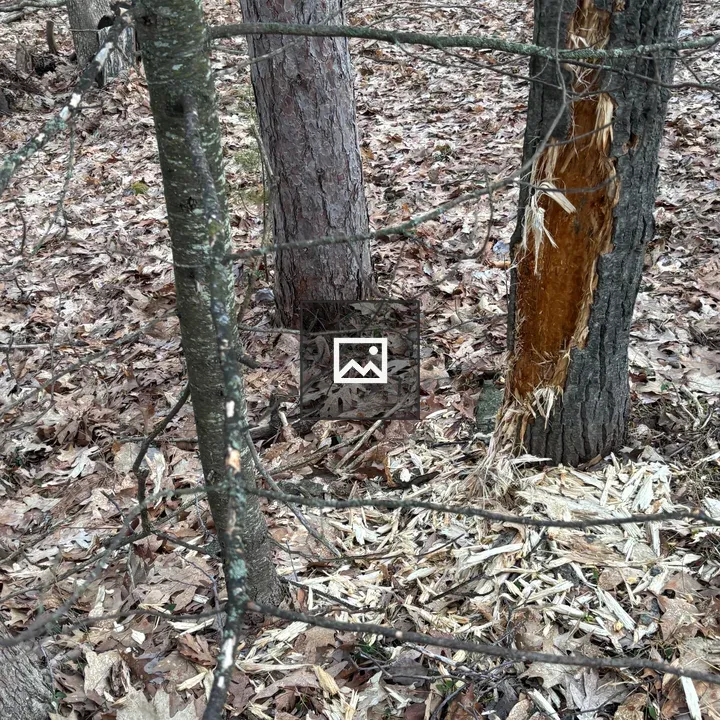 Tree trunk in the forest