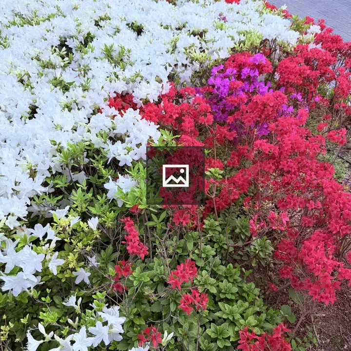 Azaleas in a Flowerbed