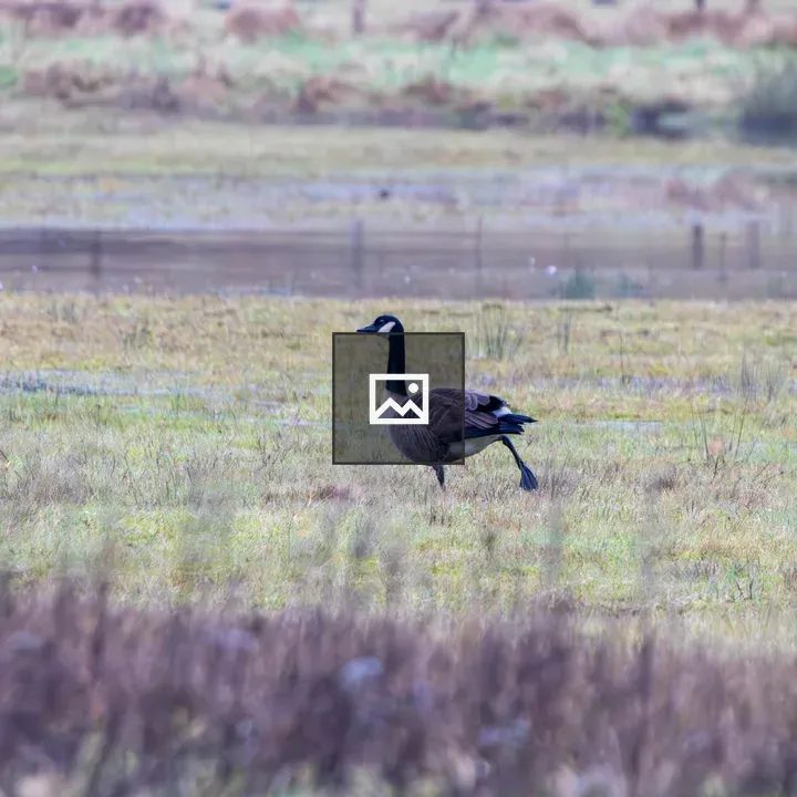 Two Canadian geese in wetland