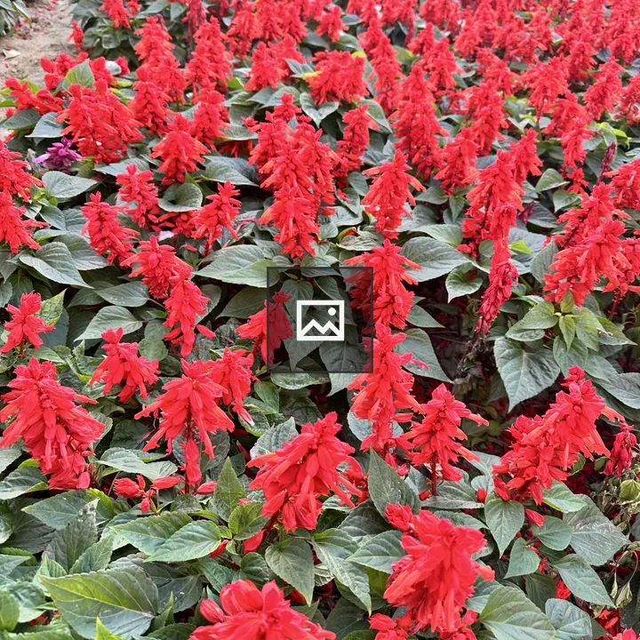 Scarlet flowers in garden