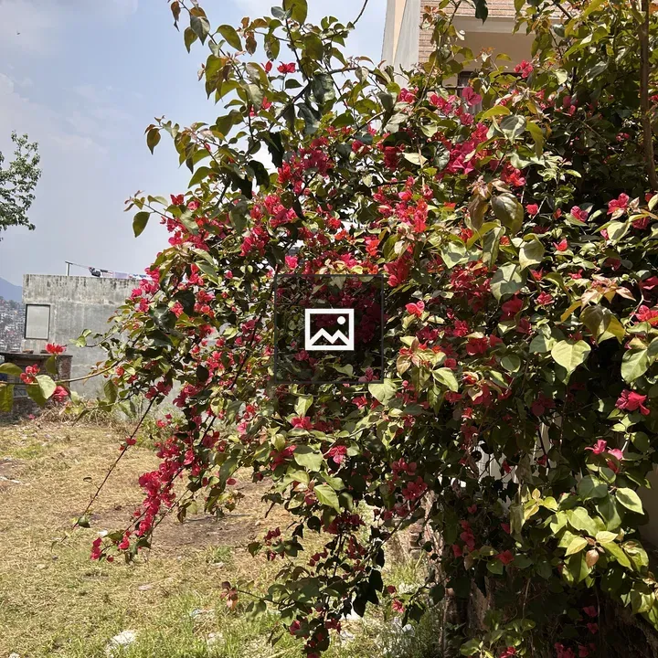 Bougainvillea Climbing Building