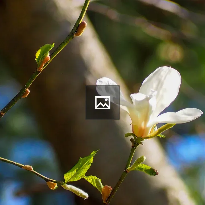 Magnolia blossom on a branch