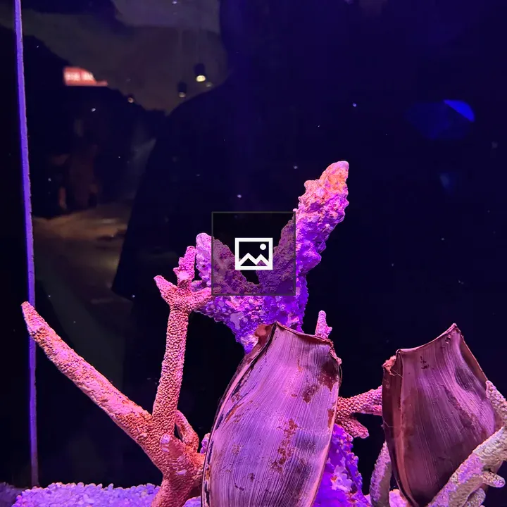 Brown Egg Cases and Purple Coral