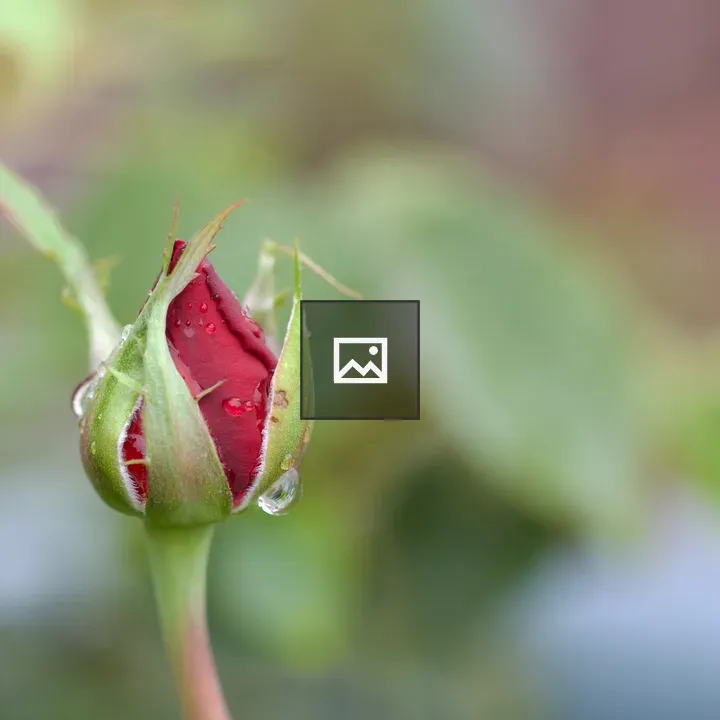 Rose after morning rain