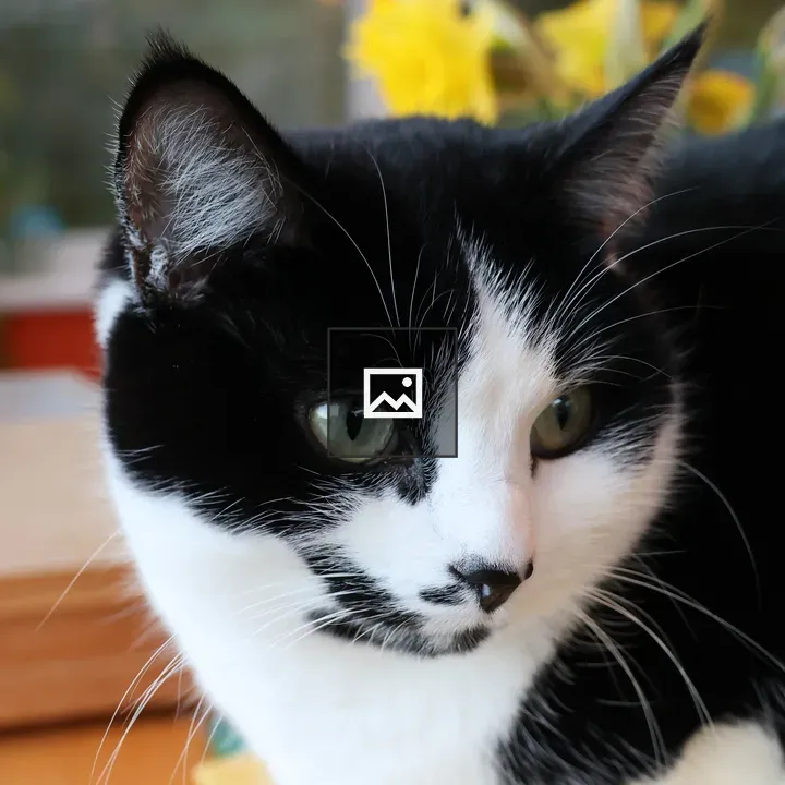 Portrait of a black and white cat